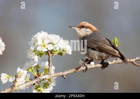 A Brown-headed Nuthatch Perched on a Plum Branch Stock Photo