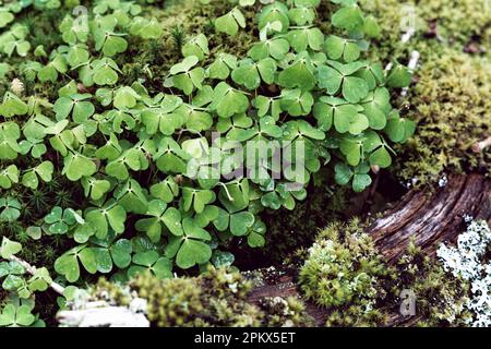 Clovers and moss on log Stock Photo