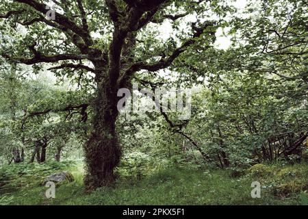 Moss-covered tree in lush meadow Stock Photo