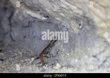 The Italian cave salamander (Speleomantes italicus) is a species of salamander in the family Plethodontidae. Endemic to Italy. Stock Photo