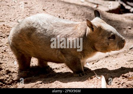 The hairy-nosed wombat has softer fur, longer and more pointed ears and a broader muzzle fringed with fine whiskers then  common wombats. They are gen Stock Photo