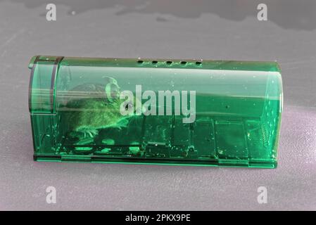 A common wood mouse, Apodemus sylvaticus caught in a humane mousetrap waiting to be released Stock Photo