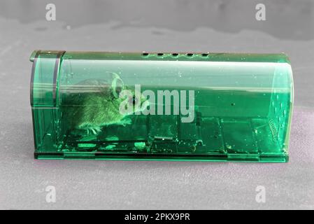 A common wood mouse, Apodemus sylvaticus caught in a humane mousetrap waiting to be released Stock Photo
