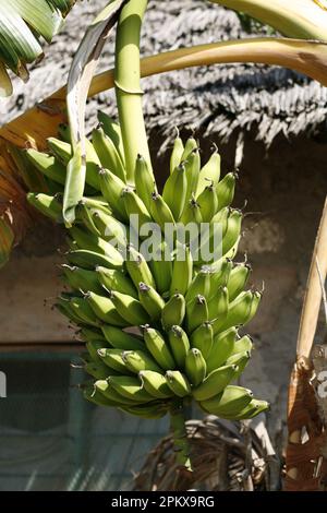 Banana's on tree, Mombasa, Kenya. Stock Photo