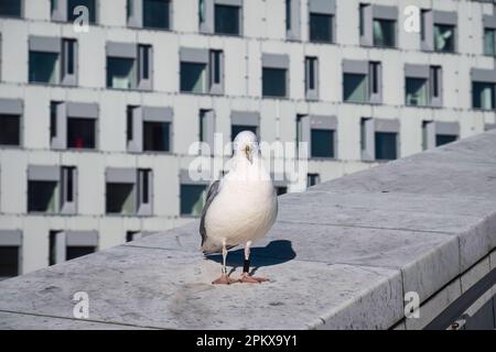 Seagull with tagged on one leg standing on building in the city Stock Photo