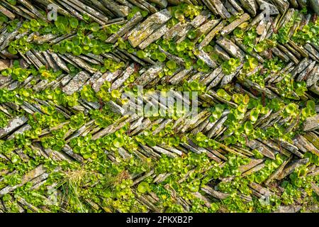 Stone wall with, Wall Pennywort Umbilicus rupestris , in a wall near Tintagel Cornwall Stock Photo