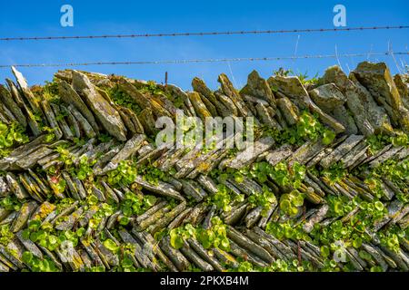 Stone wall with, Wall Pennywort Umbilicus rupestris , in a wall near Tintagel Cornwall Stock Photo
