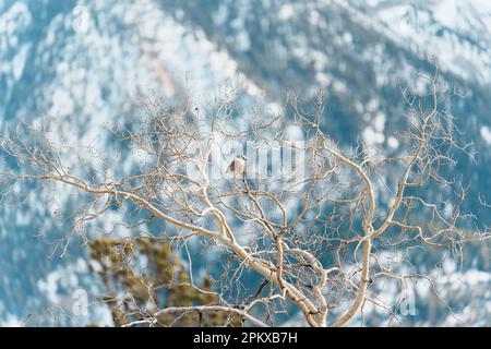Cute small bird perched on tree branch in winter Stock Photo