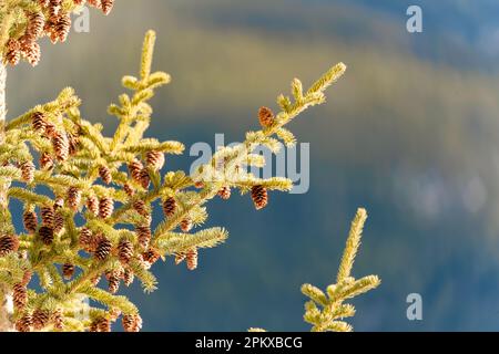Pine tree and pine cone with sunlight shine in the forest Stock Photo