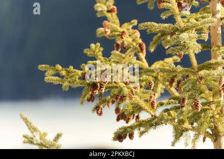 Pine tree and pine cone with sunlight shine in the forest Stock Photo