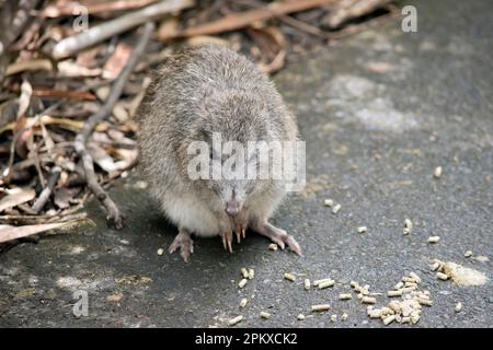The long nosed potoroos have shorter tails and ears and pointier faces ...