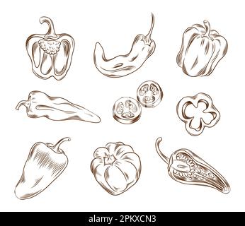 Vector hand drawn illustration of different types of peppers in graphic style Stock Vector