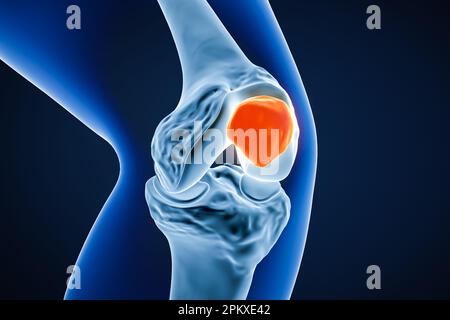 Accurate Anterior Or Front View Of The Leg Or Lower Limb Bones Of The ...