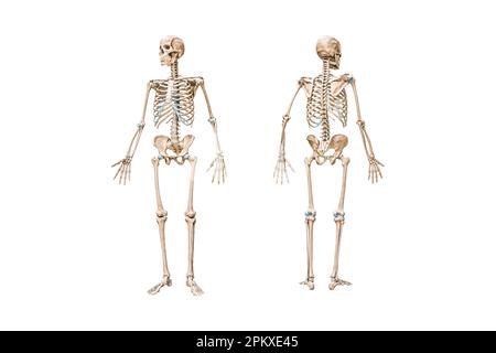 Front view of accurate full human male skeleton 3D rendering ...