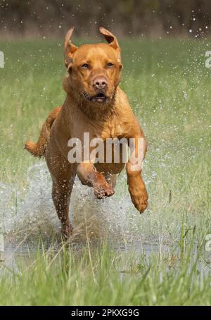 Red Fox Labradors. Uk Stock Photo - Alamy