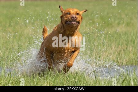 Red Fox Labradors Stock Photo