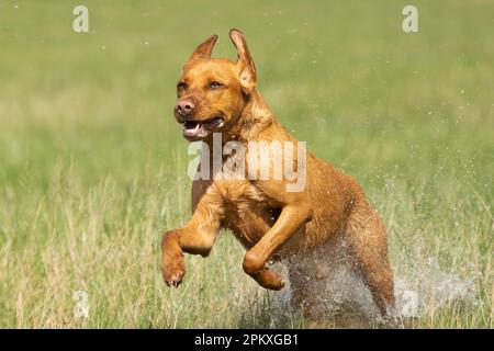 Red Fox Labradors Stock Photo