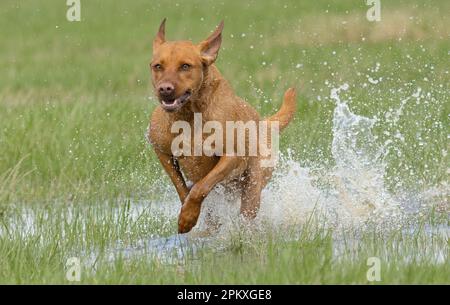 Red Fox Labradors Stock Photo