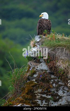Bald Eagle, Katmai, Alaska, USA Stock Photo