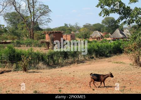 Goat, maize storage, huts, village, Zambia, Zambia Stock Photo