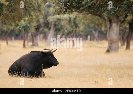 Domestic cattle, Spanish fighting bull, bull resting in Dehesa habitat, Salamanca, Castile and Leon, Spain Stock Photo