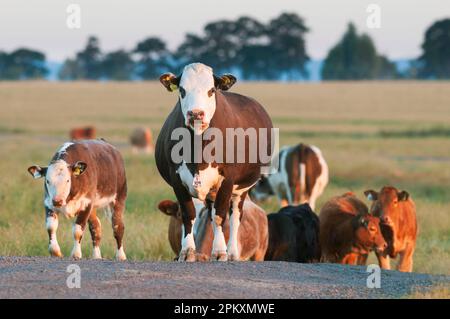 Domestic cattle, mixed breed cows and calves, with ear and neck markings, standing on the path in the coastal grazing marsh, Elmley Marshes National Stock Photo