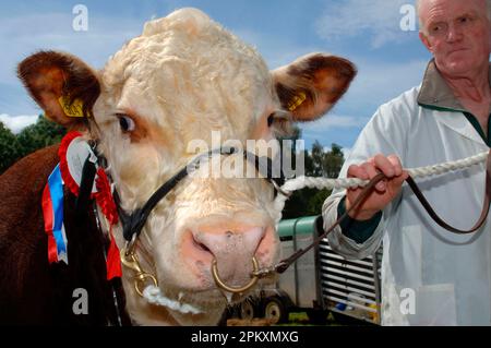 Domestic cattle, Hereford bull, close-up of head, with rosette at show, halter, nose ring, tether and keeper, Northern Ireland Stock Photo