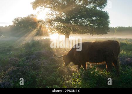 Highland cattle, cow, backlit, grazing at dawn in lowland heathland habitat, Hothfield Heathlands, Kent, England, United Kingdom Stock Photo