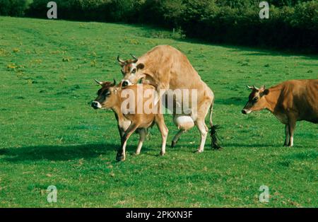 Jersey cattle, cow in season gets on another, England, Great Britain Stock Photo