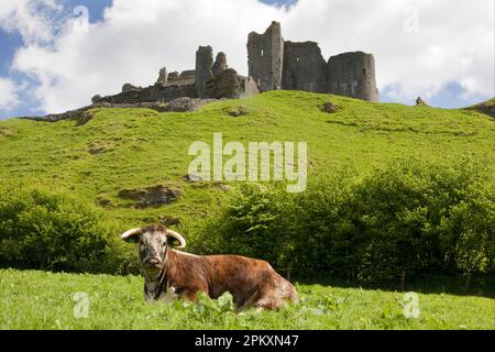 Domestic Cattle, Longhorn cow, resting in pasture, Carreg Cennen Castle in background, Black Mountains, Carmarthenshire, Wales, United Kingdom Stock Photo