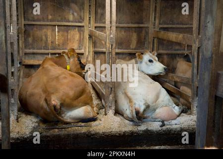 Domestic cattle, Jersey cows, resting in wooden cubicle pens, England, Great Britain Stock Photo