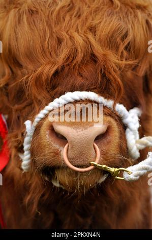 Agrihealth - NOSE RINGS Nose rings are worn by some bulls for the purpose  of making them easier to handle. A full-grown bull can be an extremely  dangerous animal that poses a