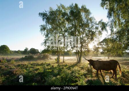 Highland cattle, cow, backlit, standing at dawn in lowland heathland habitat, Hothfield Heathlands, Kent, England, United Kingdom Stock Photo