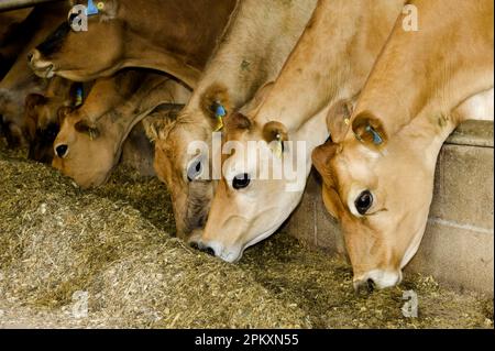 Domestic cattle, Jersey cows, dairy herd, close-up of heads, feeding with complete feed mix, to increase productivity, Wales, United Kingdom Stock Photo