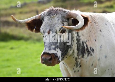 Domestic cattle, longhorn cattle, close-up of head, grazing, Dorset, England, United Kingdom Stock Photo