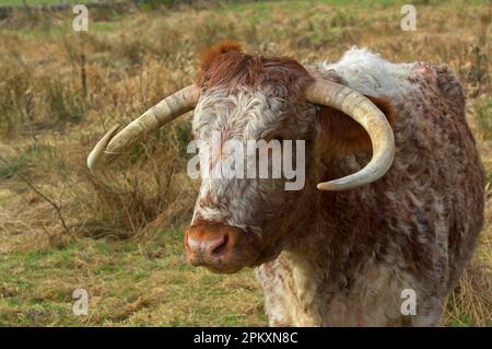 Domestic Cattle, Longhorn cow, close-up of head, standing in rough pasture, Dumfries and Galloway, Scotland, United Kingdom Stock Photo