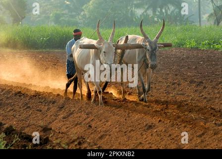 Domestic cattle, brahma cattle (Bos indicus) cows, drinking from ...