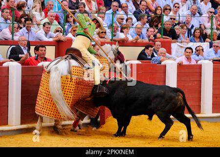 Bullfight, picador with lance, on horse with 'peto' guard, fighting bull in bullring, stage 'Tercio de varas', Spain Stock Photo