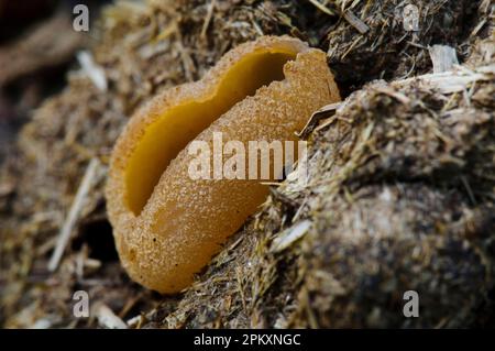 Blistered Cup (Peziza vesiculosa) fruiting body, growing on cattle dung, Arnside Knott, Cumbria, England, United Kingdom Stock Photo