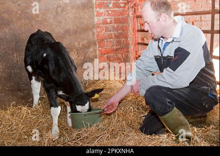 Dairy farming, farmer bucket feeding milk to young dairy calf, England, United Kingdom Stock Photo