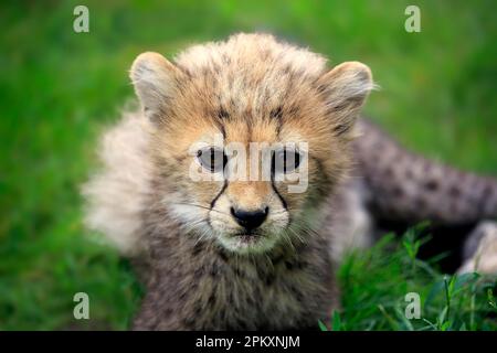 Sudan Cheetah (Acinonyx jubatus soemmeringii), young, ten weeks, Northeast Africa, Africa Stock Photo