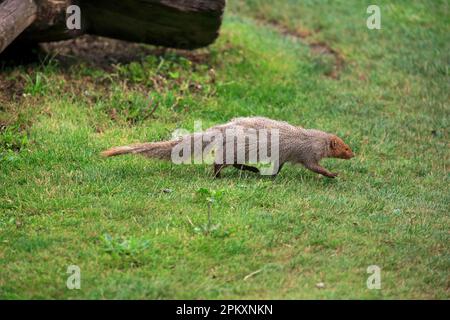 Indian grey mongoose (Herpestes edwardsii), Asia Stock Photo