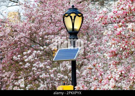 A solar panel powering a wireless emergency telephone mounted on a lamp post with magnolia trees in the background, in Central Park, New York City Stock Photo