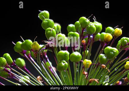 Globe leek, Leek family, Ornamental leek, Purple Senation variety (Allium aflatunense) Stock Photo