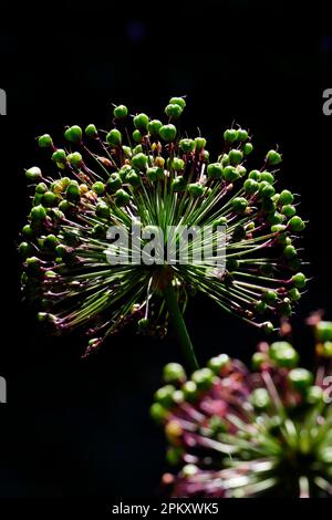 Globe leek, Leek family, Ornamental leek, Purple Senation variety (Allium aflatunense) Stock Photo