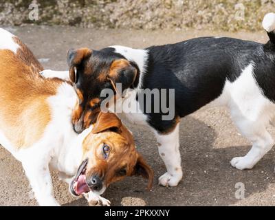 two Jack Russel dogs fighting with each other Stock Photo