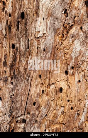 Texture of an old tree trunk with small cavity holes as background Stock Photo