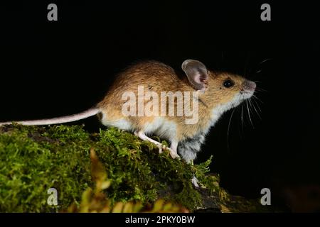 nocturnal wood mouse apodemus sylvaticus Stock Photo