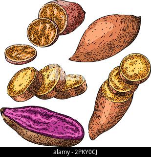 sweet potato orange set sketch hand drawn vector Stock Vector