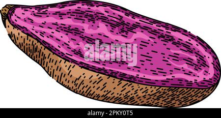 sweet potato purple sketch hand drawn vector Stock Vector